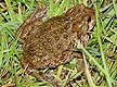 Western toad pictures