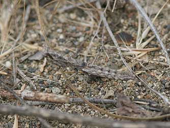 Agile ground mantid camouflage picture