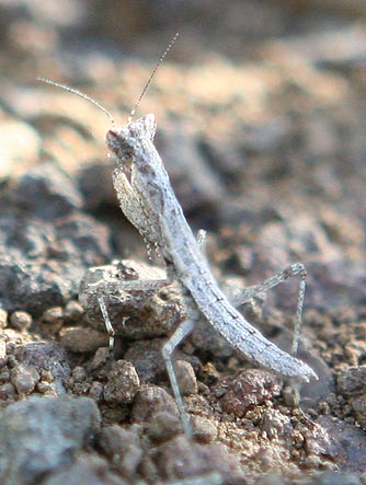 Picture of an agile ground mantid nymph