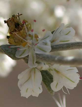 Picture an ambush bug on snow buckwheat