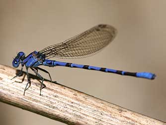 Blue damselfly picture