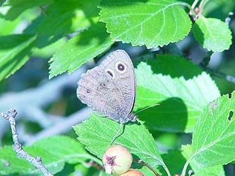 Picture of brown butterfly - common wood nymph
