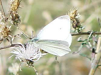 Cabbage white butterfly picture