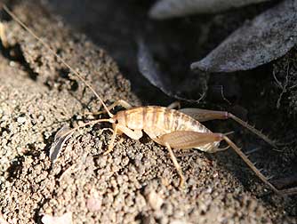 Camel cricket picture