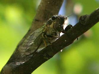 Eastern Washington cicada