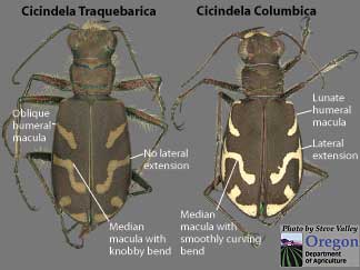 Comparison of the Oblique Tiger Beetle Cicindela Traquebarica and the endangered/extirpated Columbia Tiger Beetle, Cicindela columbica