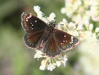 Picture of common sootywing butterfly