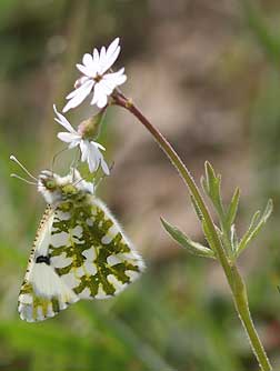 Desert marble butterfly pictures - Euchloe lotta