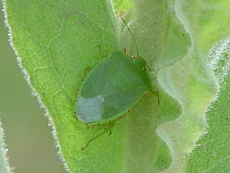 Green soldier stink bug picture -Acrosternum hilare