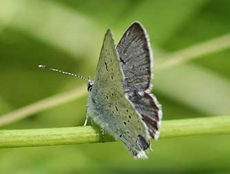 Greenish Blue male upper (dorsal) wing 