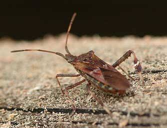 Leaf-footed pine seed bugs reduce seed production but don't threaten the health of pine trees