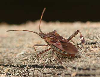 Plant bugs in eastern Washington