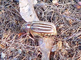Picture of long-haired June Beetle or Polyphylla 