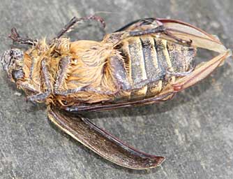 Long-haired June Beetle underside