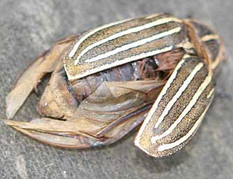 Picture of long-haired june beetle with elytra open and wings showing