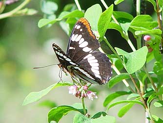 Lorquin's Admiral butterfly picture