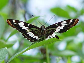 Lorquin's Admiral butterfly picture - Limenitis lorquini itelke