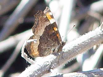 Milbert's Tortoiseshell butterfly on a nettle stem