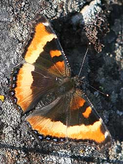 Fresh Milbert's Tortoishell butterfly picture