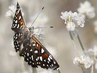 Picture of Mormon Metalmark butterfly or Apodemia mormo