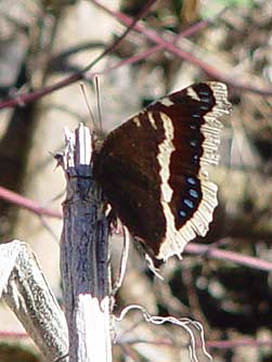 Mourning Cloak butterfly front view