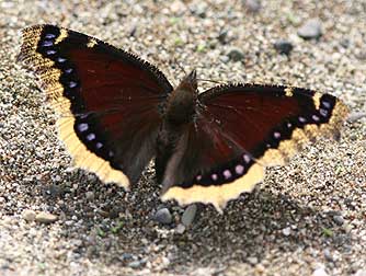 Picture of mourning cloak butterfly or Nymphalis antiopa in July