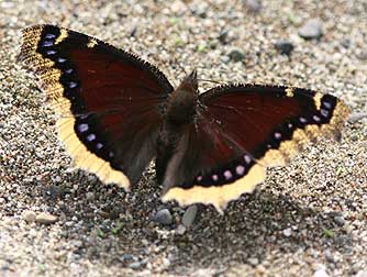 Morning cloak (sic) butterfly picture