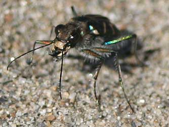 Picture of Oblique Tiger Beetle head