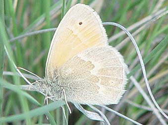 Picture of common or ochre ringlet orange butterfly