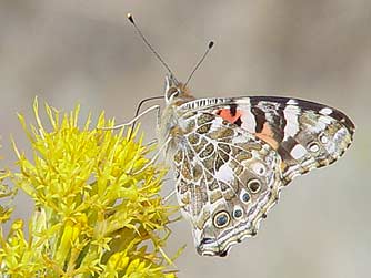 Picture of painted lady butterfly