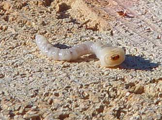 Flathead borer on ponderosa pine