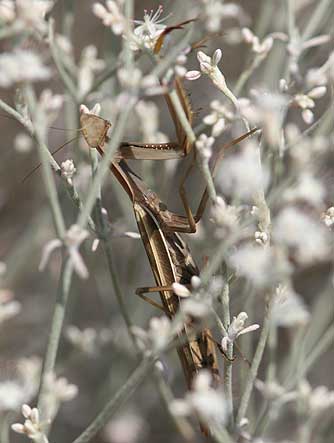 Tan praying mantis waits in ambush in snow buckwheat