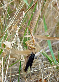 Picture of praying mantis catching large locust