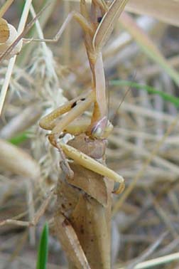 Praying Mantis eating its prey's brains