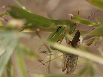 Picture of a green praying mantis eating a grasshopper