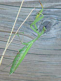 Praying Mantis or Mantis religiosa