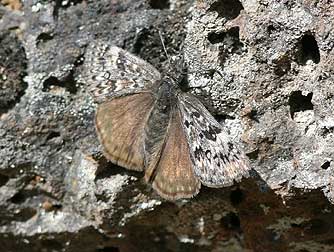 Picture of a Propertius duskywing butterfly, also known as the western oak dusky wing