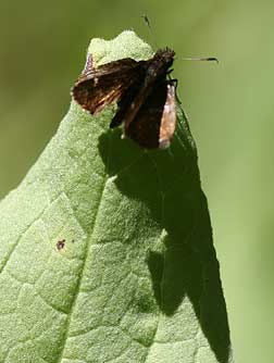 Common roadside skipper butterfly picture - Amblyscirtes vialis