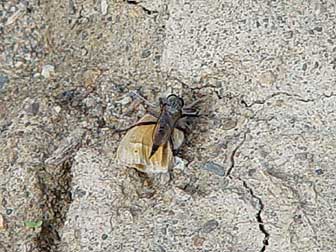 Picture of a robber fly catching a common ringlet butte