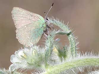 Picture of Sheridan's hairstreak butterfly or Callophrys sheridanii