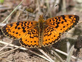 Silver-bordered fritillary butterfly pictures