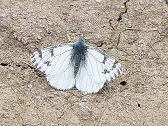 Picture of spring white butterfly or Pontia sisymbrii