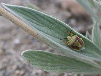 Red-backed stink bug picture - Banasa dimiata
