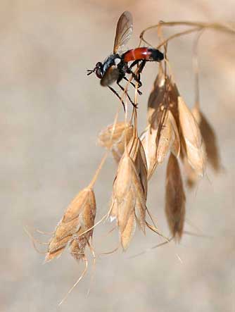 Picture of a tachinid fly of the genus Cylindromyia