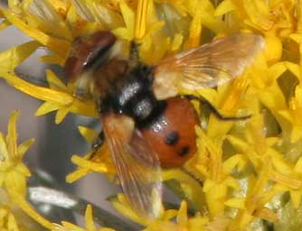 Tachinid fly