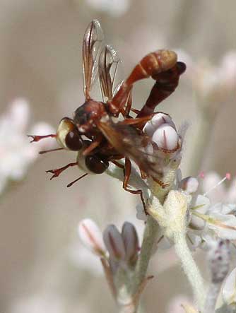 Picture of thick-headed flies mating