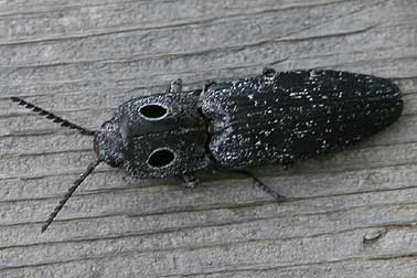 Western eyed click beetle pictures