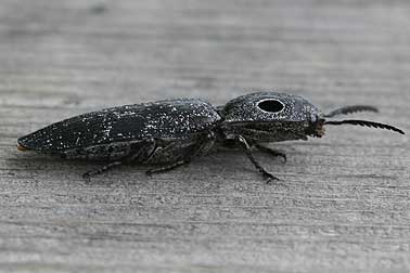 Western eyed click beetle picture
