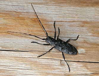 Picture of a white spotted sawyer beetle or Monochamus maculosus