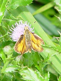 Picture of woodland skipper butterfly nectaring on thistle